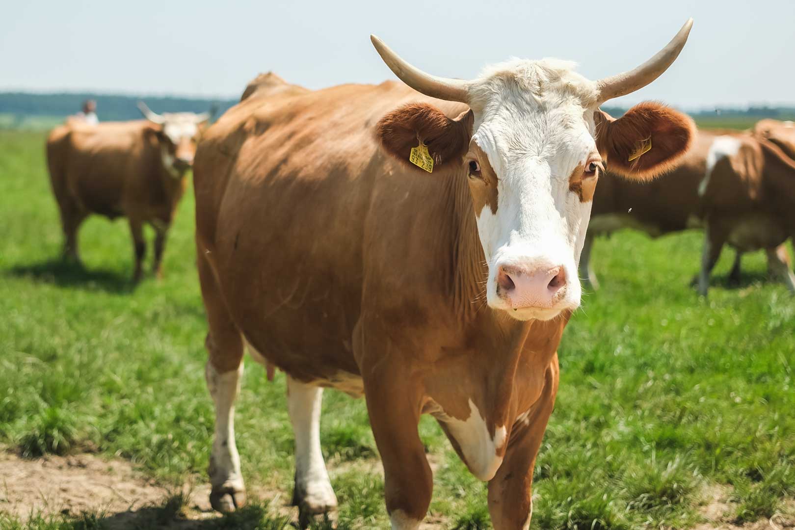 Horntragende Kuh Horntragende Kuh auf der Weide