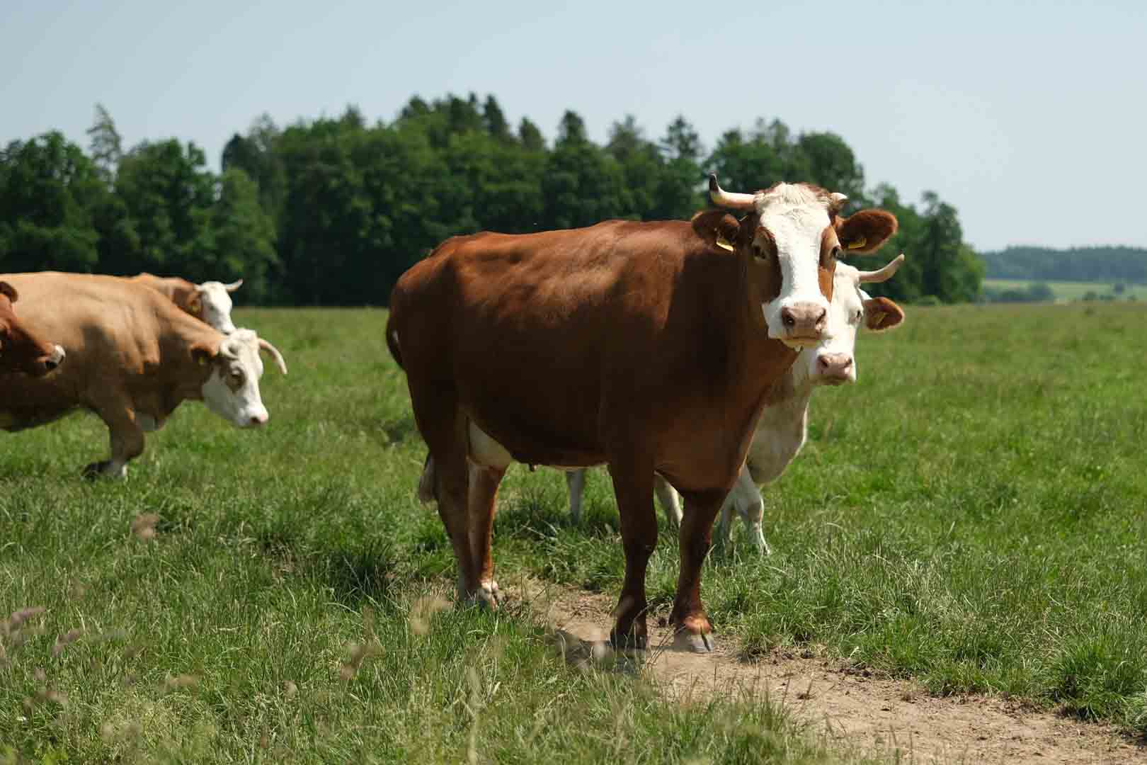 Behornte Kuh Behornte Kuh auf der Weide