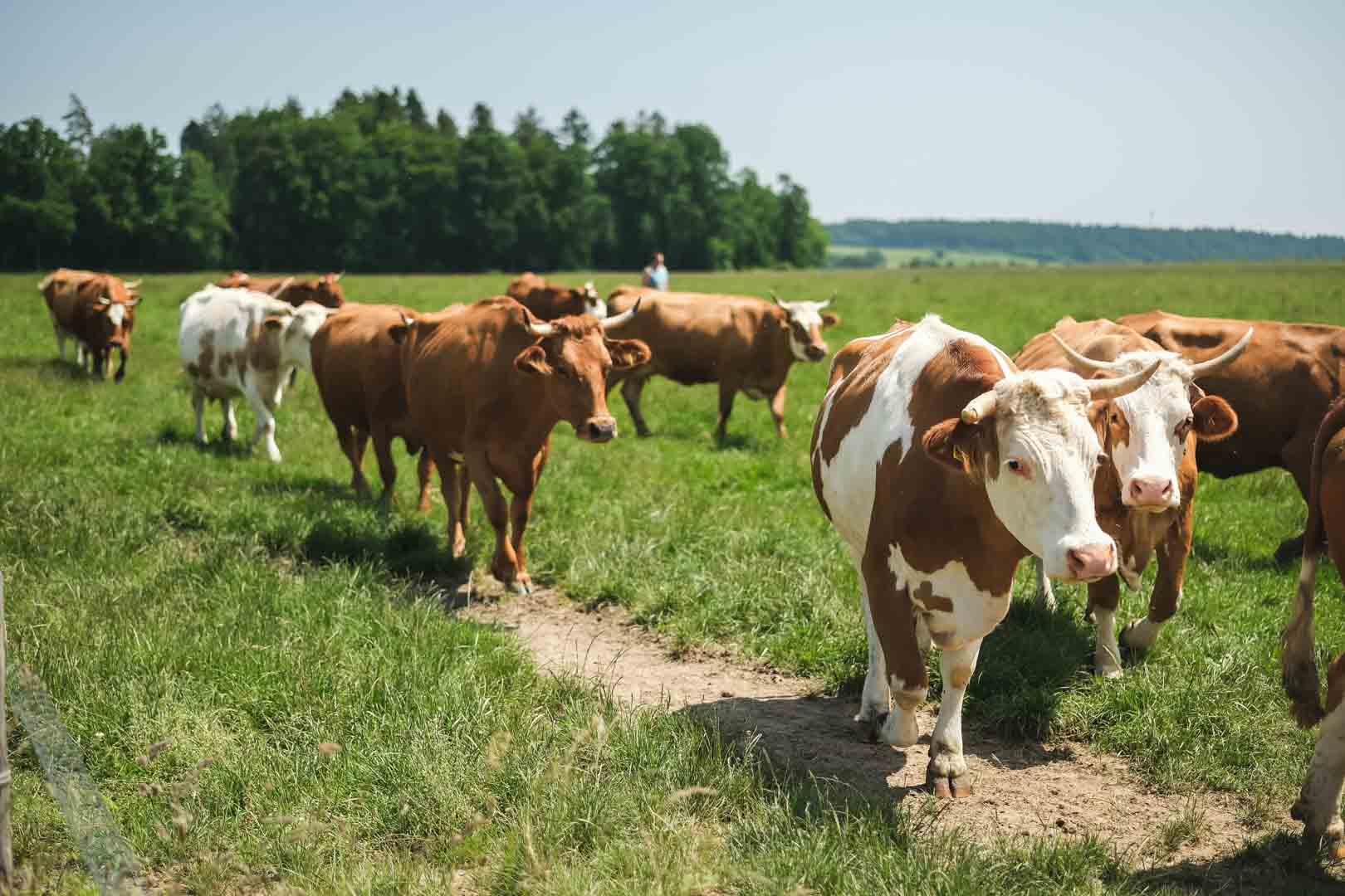Fleckvieh Rinder Simmentaler und Fleckvieh auf der Weide