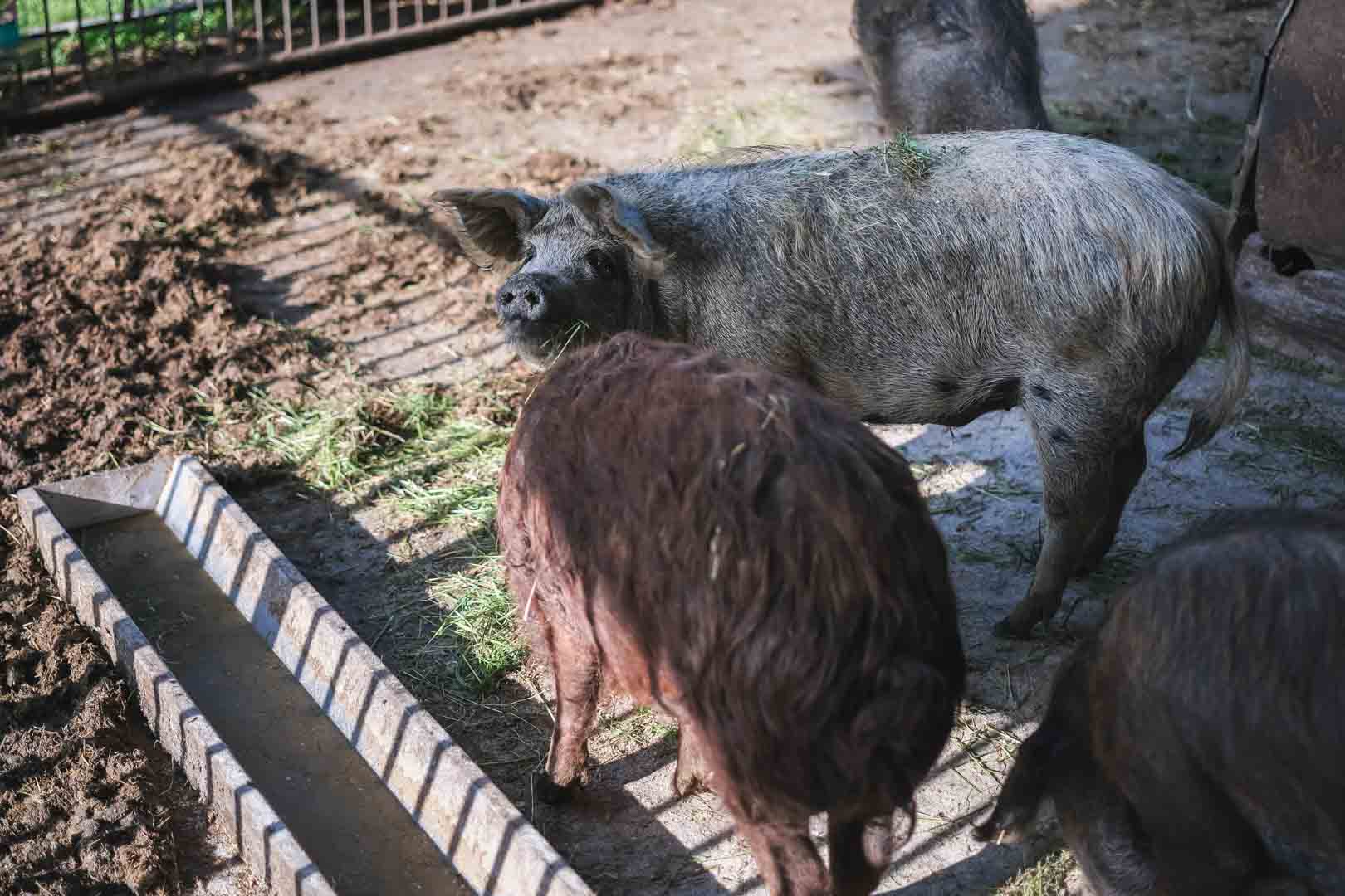 Mangalica Wollschwein Mangalica Wollschwein im Laufstall