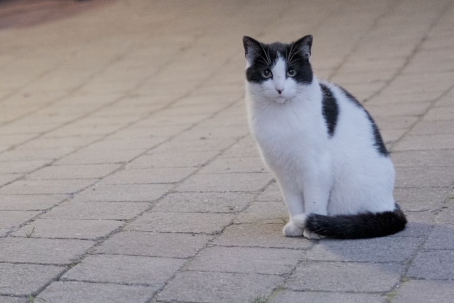 Katze Katze auf dem Biohof Vogel