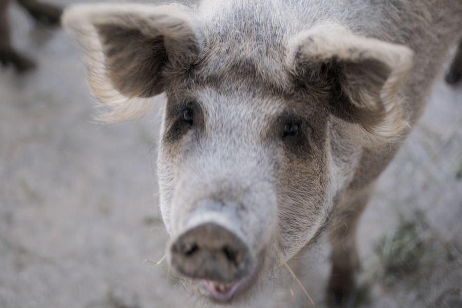 Mangalica Wollschwein Mangalica Wollschwein schaut in die Kamera
