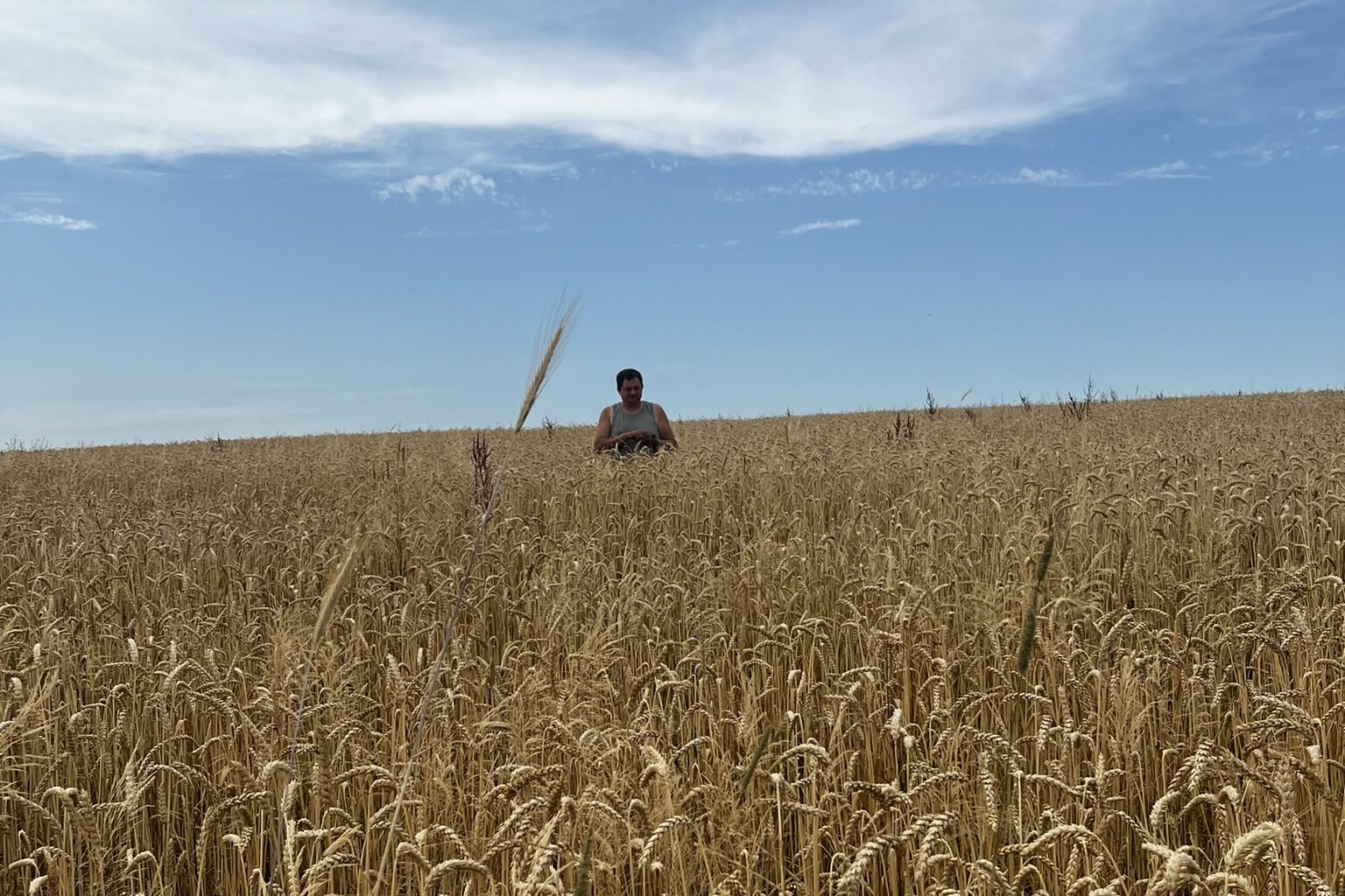 Getreidefeld mit Landwirt Getreidefeld auf dem der Landwirt die Reife bestimmt