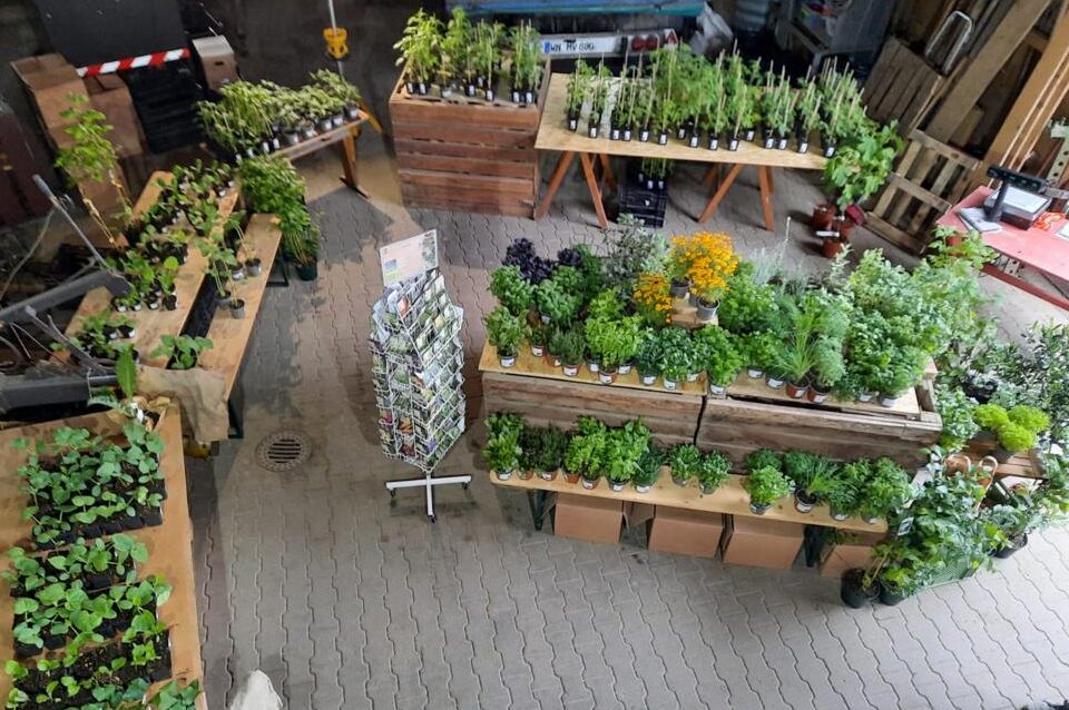 Blick auf die Pflanzenauswahl