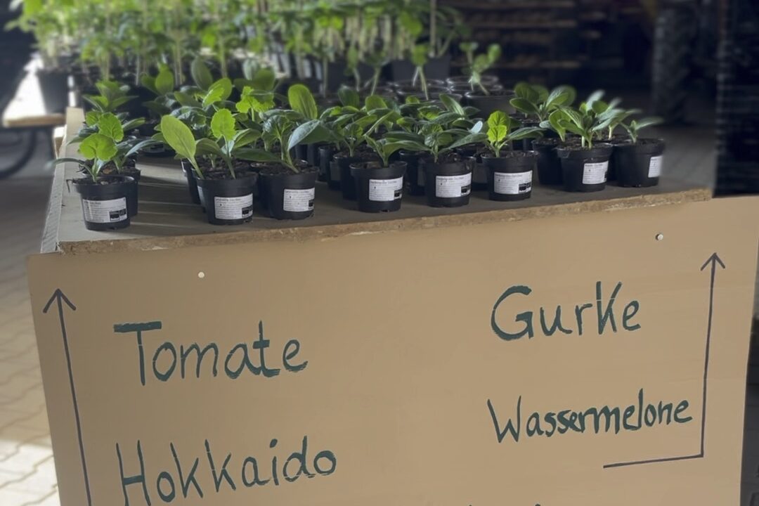 Tomaten, Gurken, Hokkaido Pflanzen 
