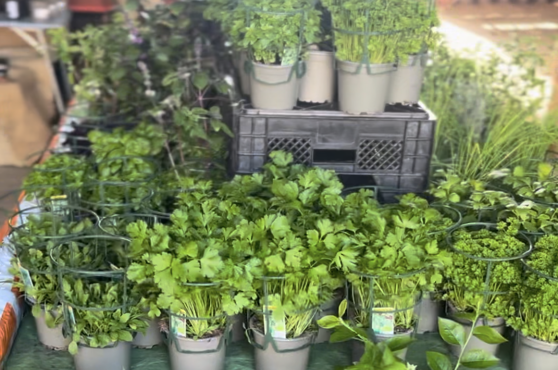 Verschiedene Kräuter in Töpfchen